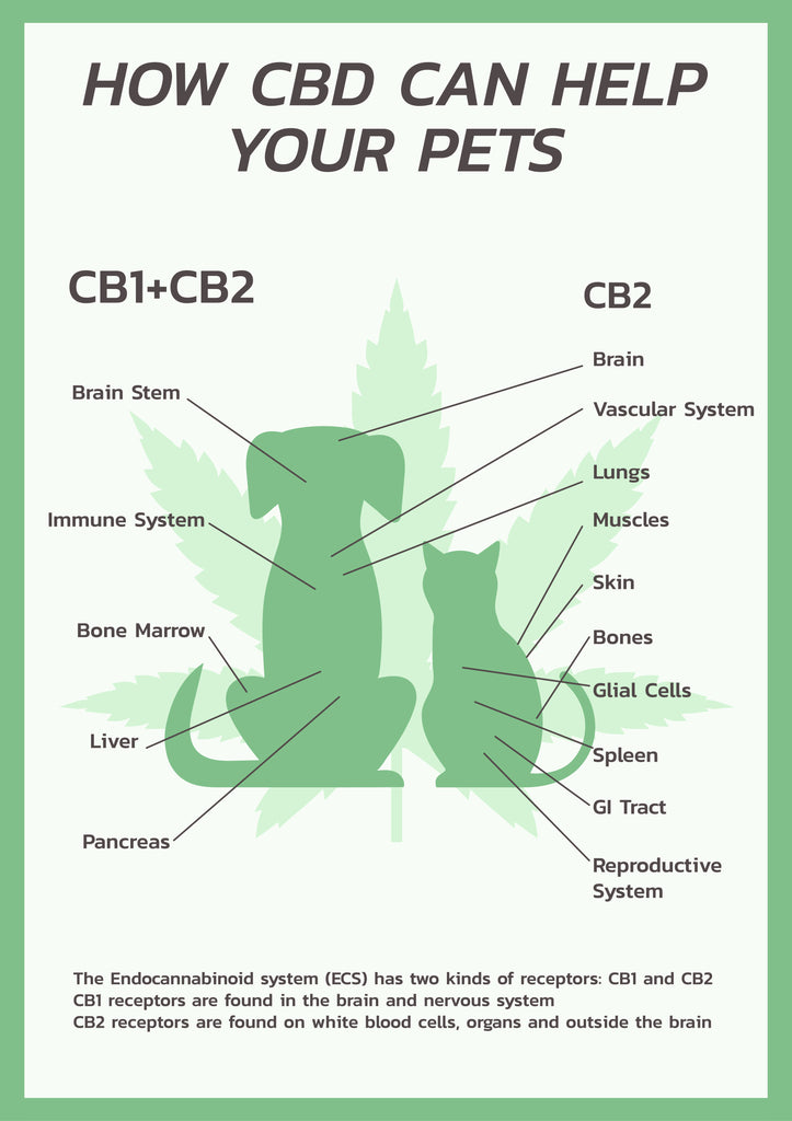 The Endocannabinoid System of Animals