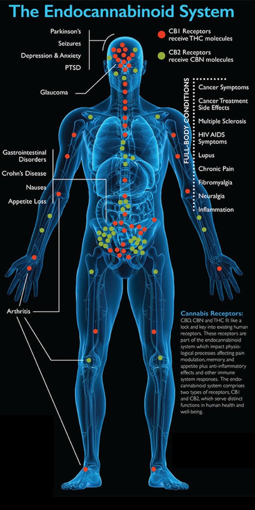 The Human Endocannabinoid System (ECS)