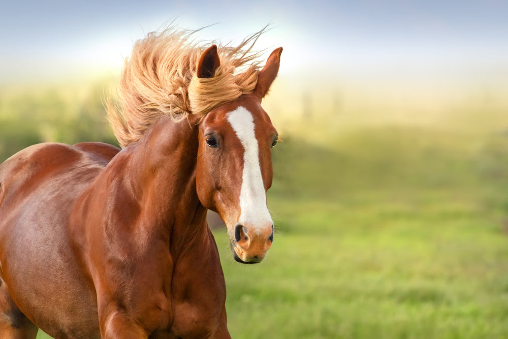 CBD May Help Your Horse When Nothing Else is Working