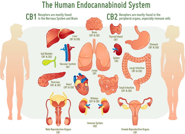 CBD In the Beginning